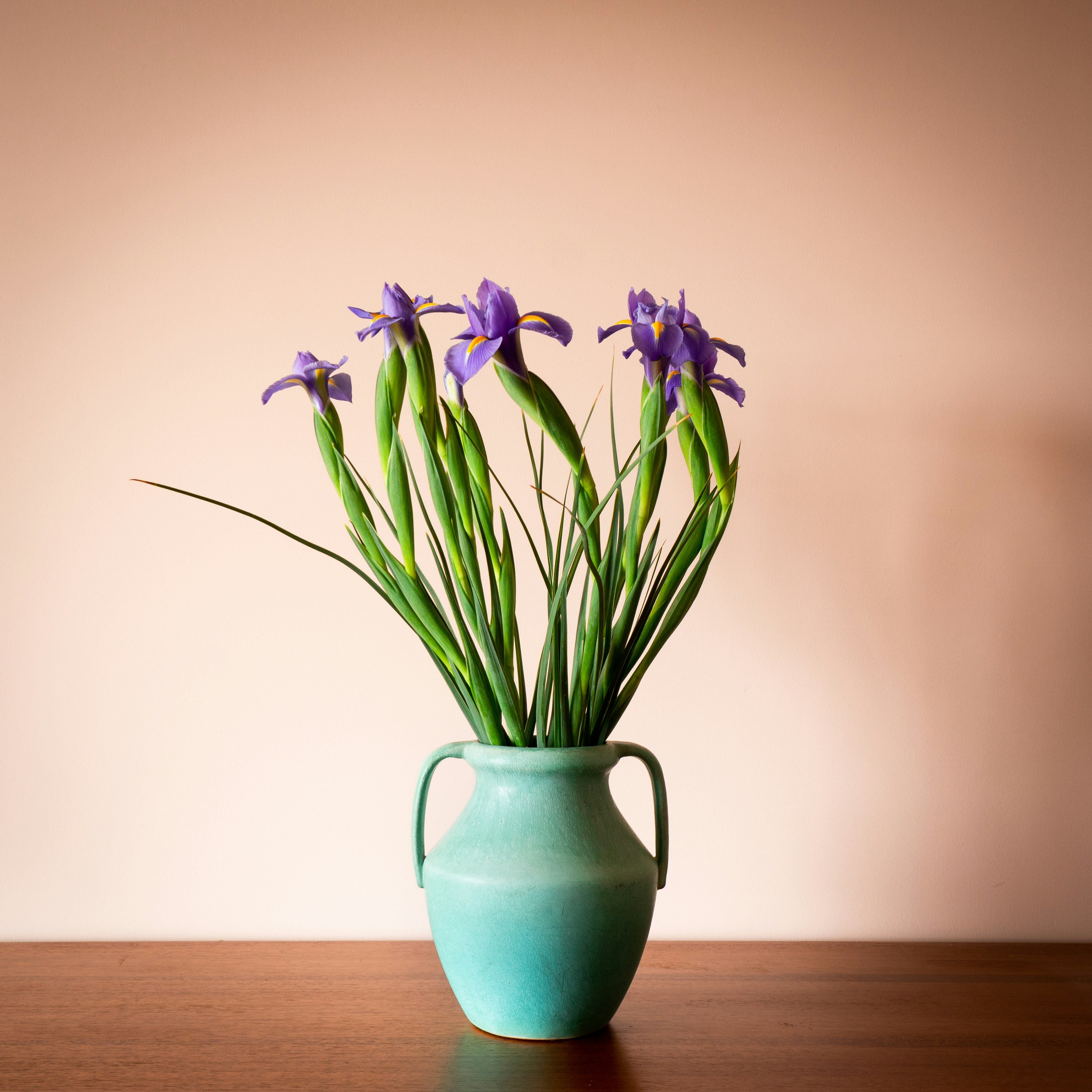 vaso dee plantas azul com flores roxas