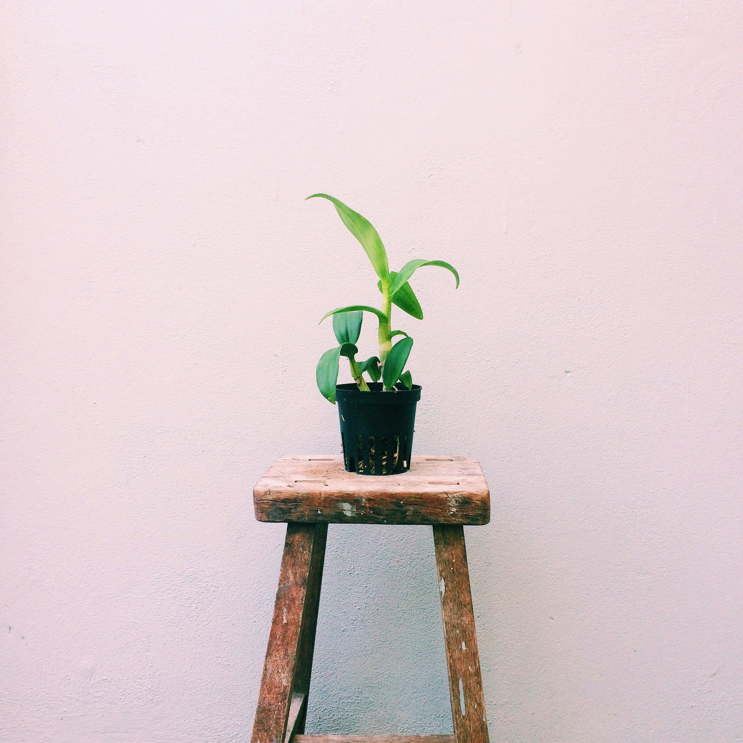 banco de madeira com vaso de plantas em cima