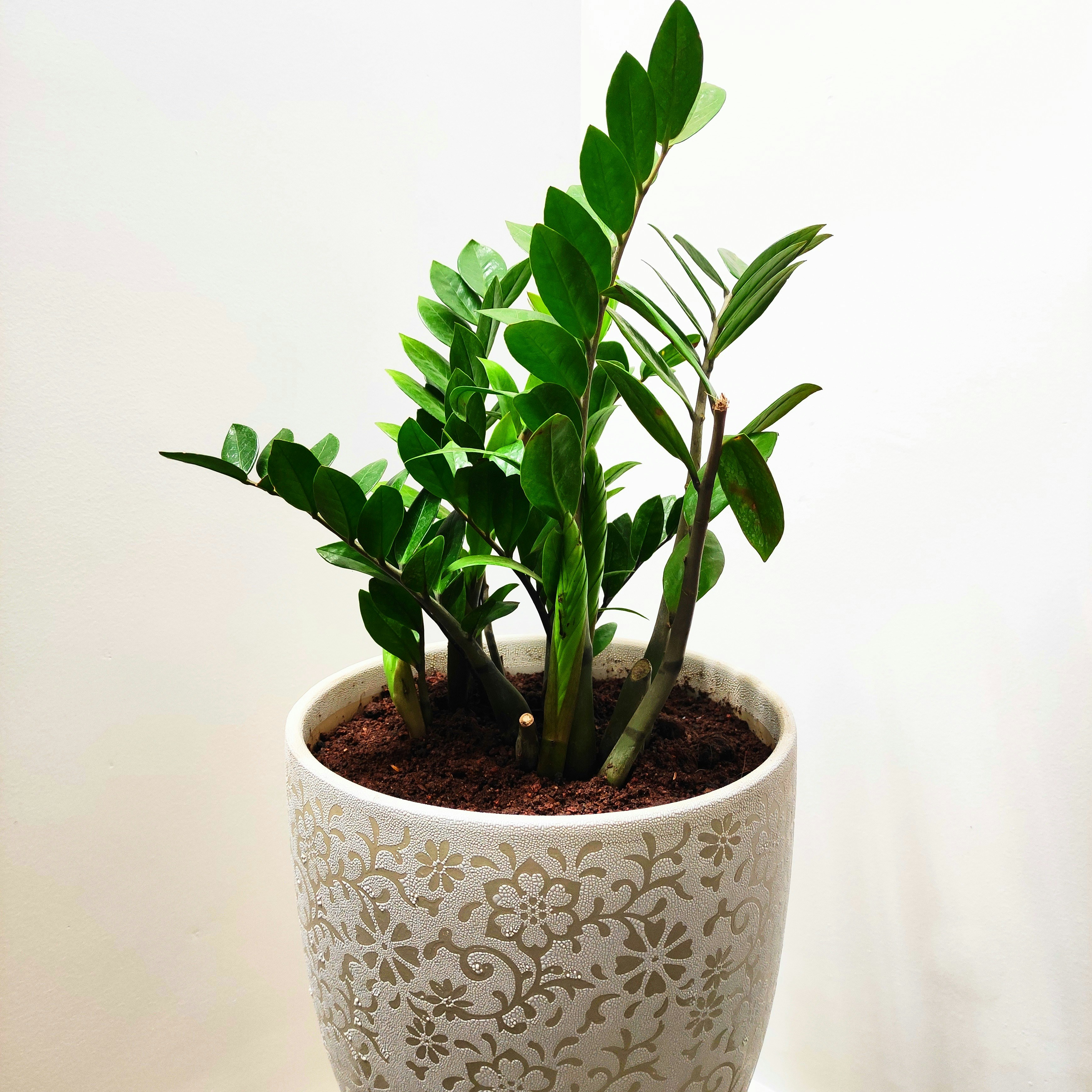 vaso com uma planta