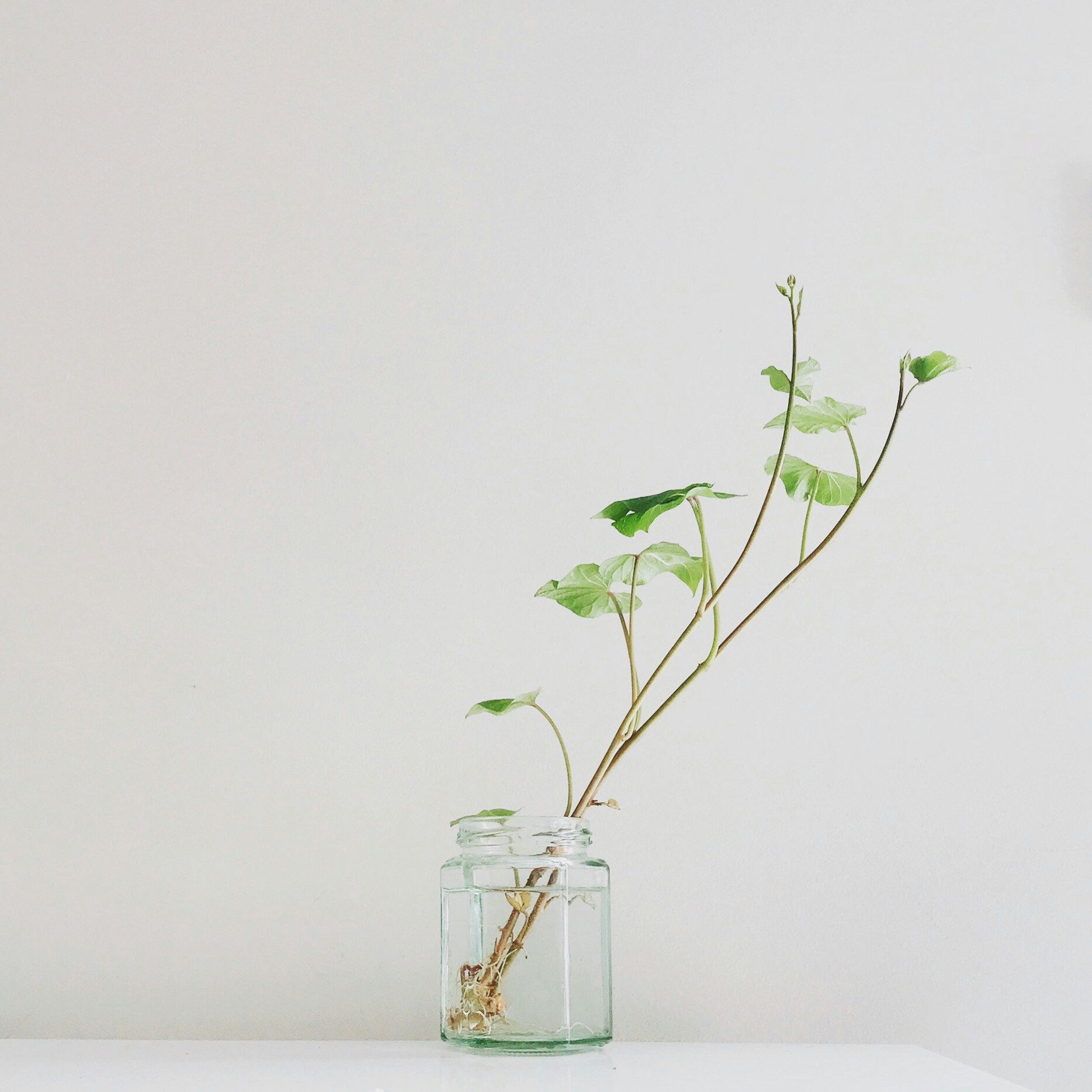 frasco de vidro com uma planta e água