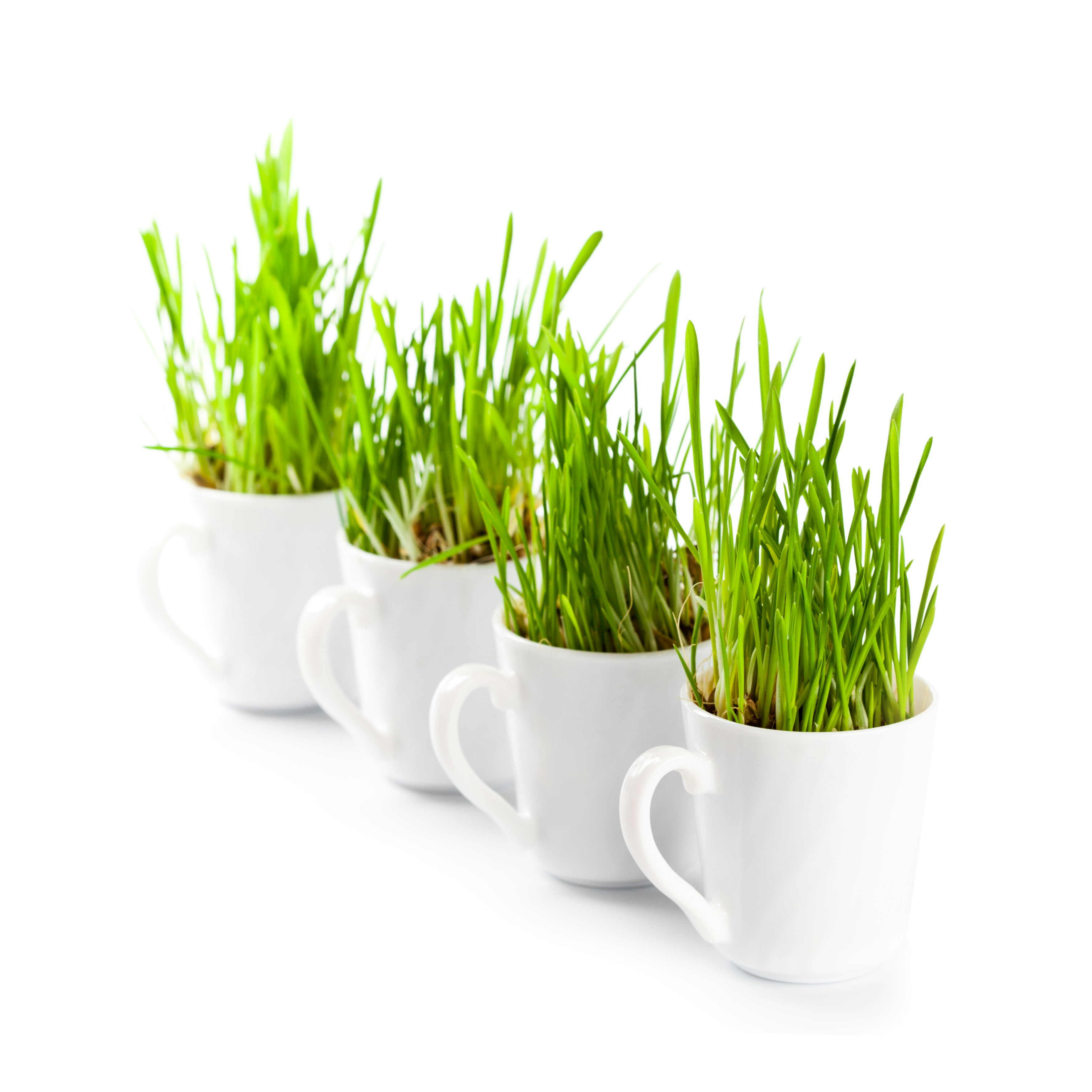 xícaras com plantas dentro