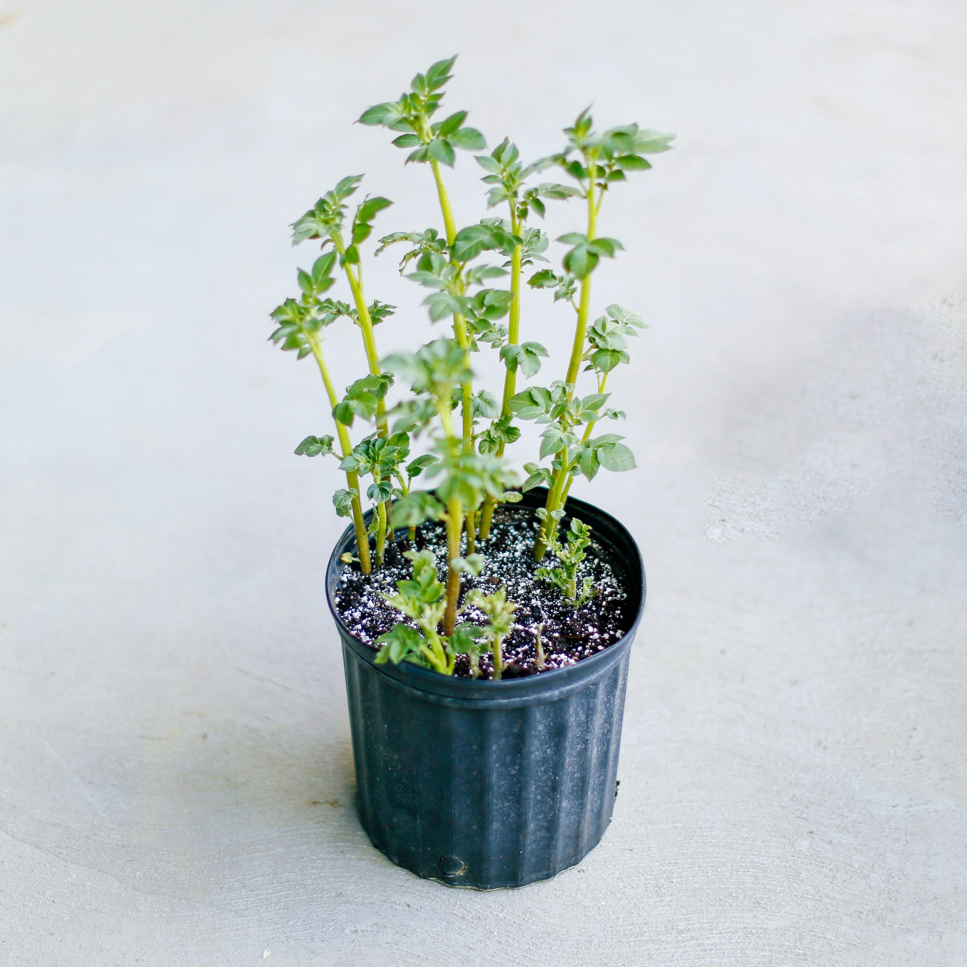 vaso de plantas