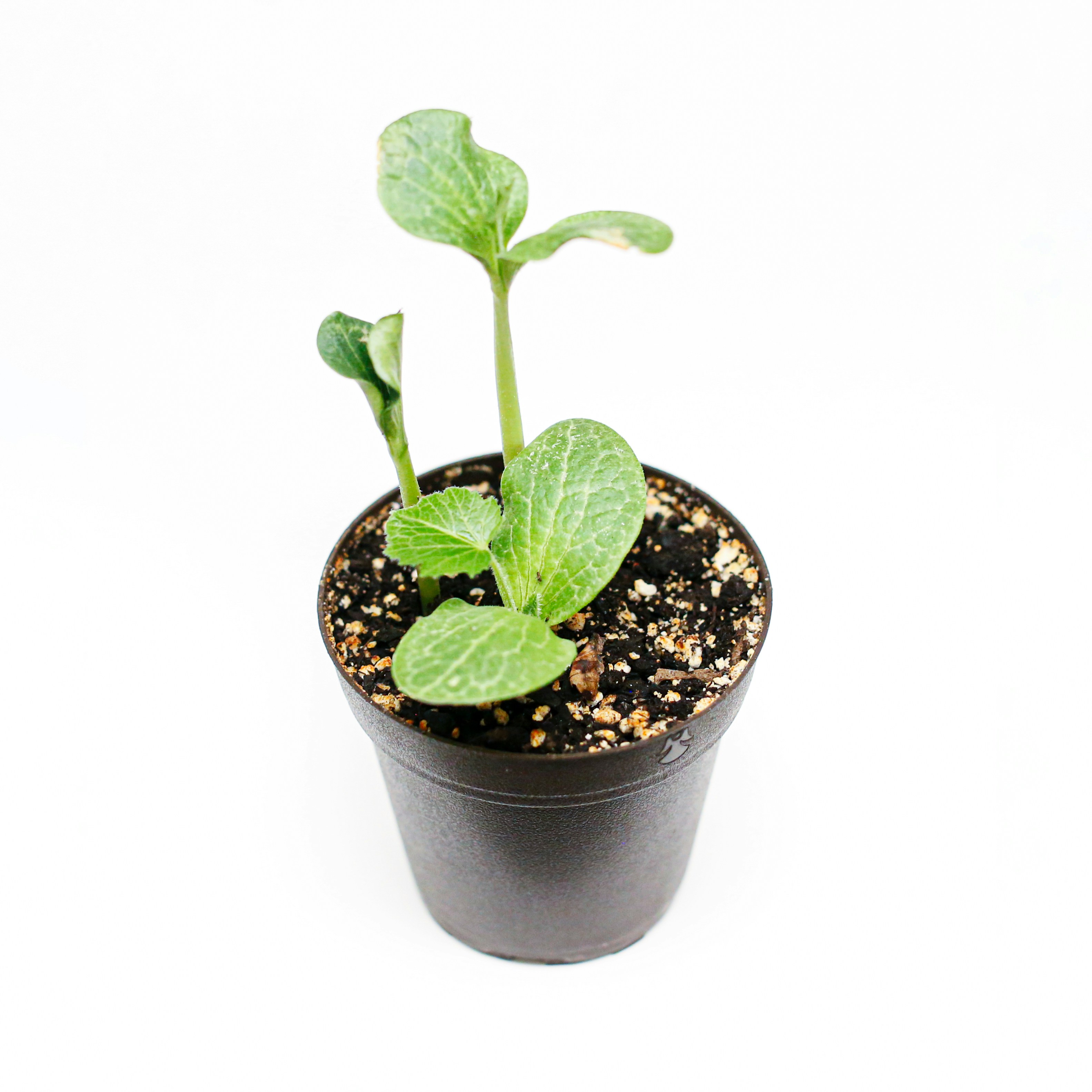 vaso de plantas